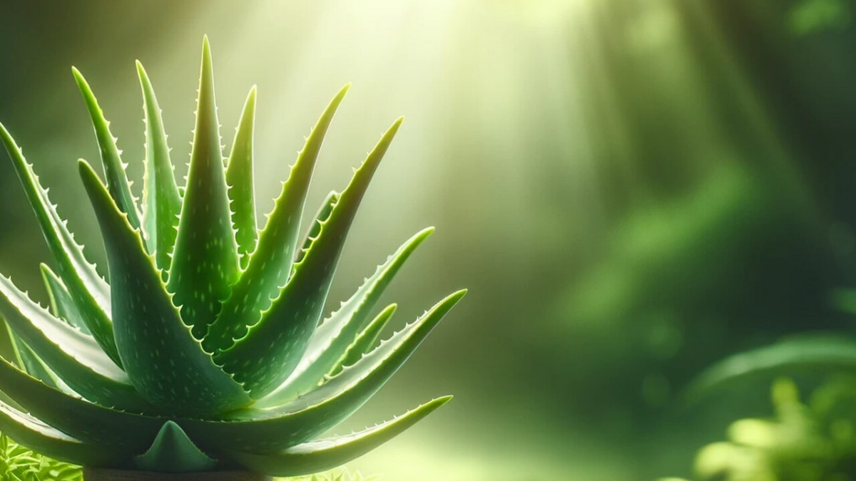 Aloes: Naturalny sekret zdrowych włosów i skóry